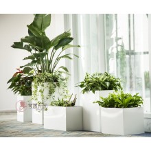 專注室內(nèi)綠植服務(wù)8年，綠植租賃，免費(fèi)養(yǎng)護(hù)，一站式商務(wù)空間